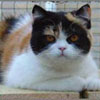 Anahata - British Shorthair Cattery