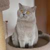 Anahata - British Shorthair Cattery