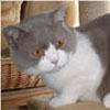 Anahata - British Shorthair Cattery
