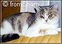 Anahata - British Shorthair Cattery