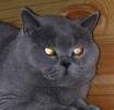 Anahata - British Shorthair Cattery
