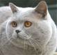 Anahata - British Shorthair Cattery