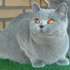 Anahata - British Shorthair Cattery