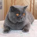 Anahata - British Shorthair Cattery
