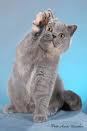 Anahata - British Shorthair Cattery