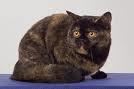 Anahata - British Shorthair Cattery