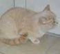 Anahata - British Shorthair Cattery