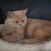 Anahata - British Shorthair Cattery