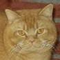 Anahata - British Shorthair Cattery
