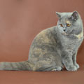 Anahata - British Shorthair Cattery