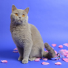 Anahata - British Shorthair Cattery