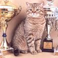 Anahata - British Shorthair Cattery