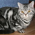 Anahata - British Shorthair Cattery