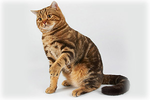 Anahata - British Shorthair Cattery