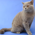 Anahata - British Shorthair Cattery