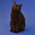Anahata - British Shorthair Cattery