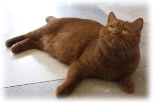 Anahata - British Shorthair Cattery