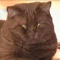 Anahata - British Shorthair Cattery