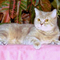 Anahata - British Shorthair Cattery