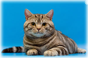 Anahata - British Shorthair Cattery