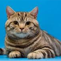 Anahata - British Shorthair Cattery