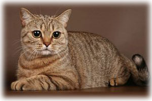 Anahata - British Shorthair Cattery