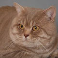 Anahata - British Shorthair Cattery