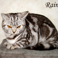 Anahata - British Shorthair Cattery