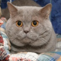 Anahata - British Shorthair Cattery