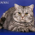 Anahata - British Shorthair Cattery