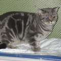 Anahata - British Shorthair Cattery