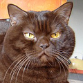 Anahata - British Shorthair Cattery