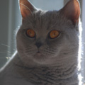 Anahata - British Shorthair Cattery