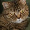 Anahata - British Shorthair Cattery