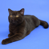 Anahata - British Shorthair Cattery