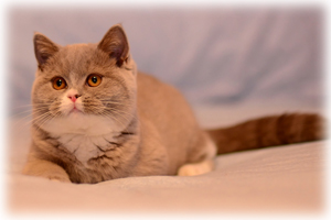 Anahata - British Shorthair Cattery