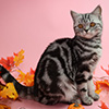 Anahata - British Shorthair Cattery