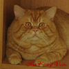 Anahata - British Shorthair Cattery