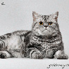 Anahata - British Shorthair Cattery