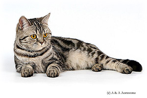 Anahata - British Shorthair Cattery