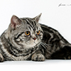 Anahata - British Shorthair Cattery