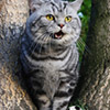 Anahata - British Shorthair Cattery