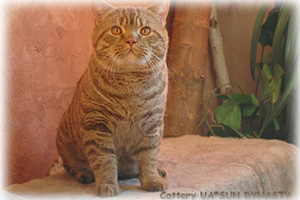 Anahata - British Shorthair Cattery