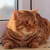 Anahata - British Shorthair Cattery