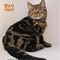 Anahata - British Shorthair Cattery