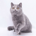 Anahata - British Shorthair Cattery