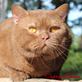 Anahata - British Shorthair Cattery