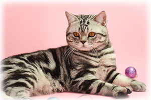 Anahata - British Shorthair Cattery