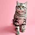Anahata - British Shorthair Cattery