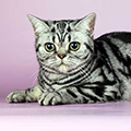 Anahata - British Shorthair Cattery